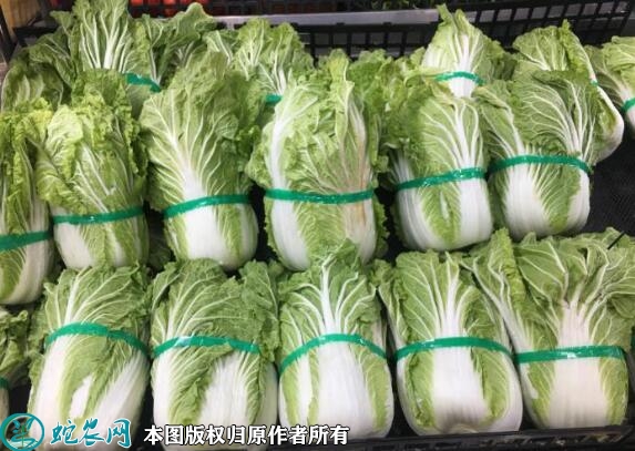 大白菜批发、大白菜多少钱一斤？