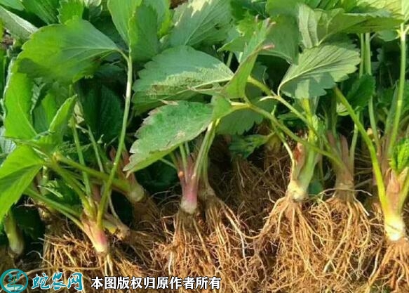 草莓苗应该怎样种？