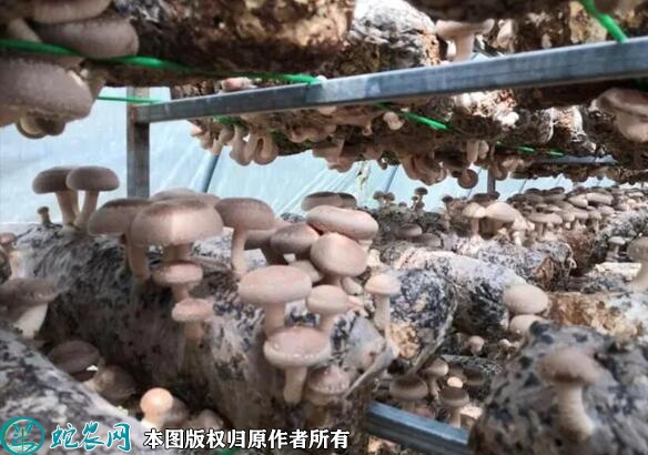 香菇种植技术视频