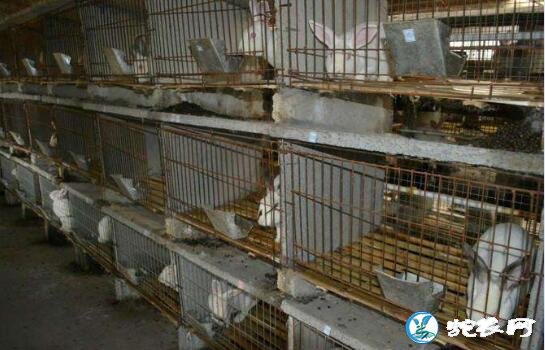 养兔赚钱吗？看看农村现在养兔的利润怎...