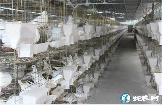 鸽子怎么养？实用的鸽子饲养方法分享！