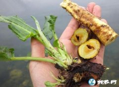农村野草：“野菠菜”是什么植物？早期...