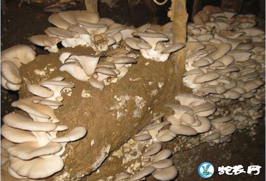 平菇栽培技术、平菇种植最简单实用的方...