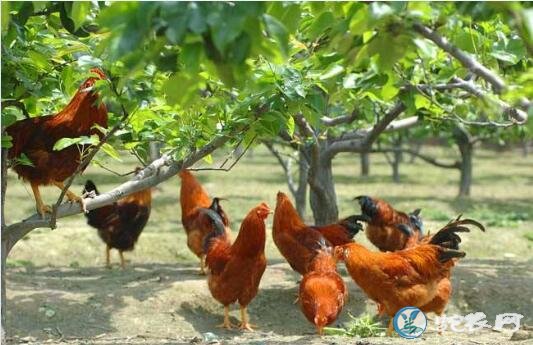农村养鸡、农村养鸡前景如何？有相关养...