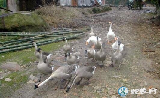 养鹅赚钱吗？2019年农民养鹅前景怎...