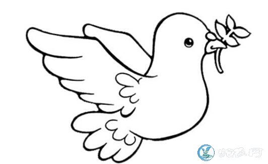 鸽子简笔画、各种儿童鸽子简笔画图片大...