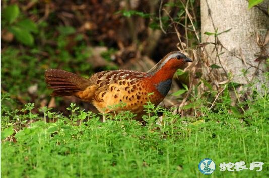 竹鸡图片、一组高清竹鸡图片大全让你真...
