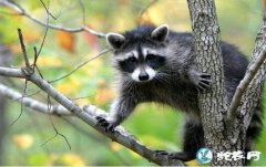 果子狸是保护动物吗？是国家几级保护动...