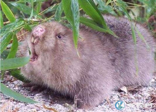 竹鼠图片、肉嘟嘟的竹鼠吃竹子图片大全...