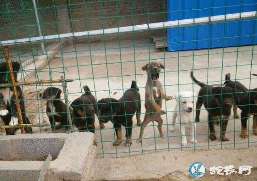 肉狗养殖、养50只土狗成本和利润？