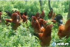 土鸡养殖、土鸡养殖的利润及可行性分析