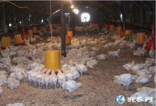 养鸡技术、肉鸡养殖技术要点分享【带视...