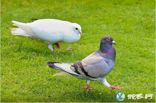 鸽子图片、各种鸽子图片大全欣赏
