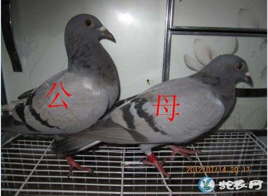鸽子怎么分公母？最简单的方法区分鸽子...