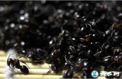 吃黑蚂蚁禁忌！黑蚂蚁的副作用禁忌有哪...