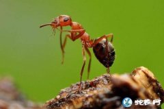 女人梦到很多黑蚂蚁什么意思？预示着什...