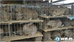 养兔子的利润、养1000只兔子一年能...