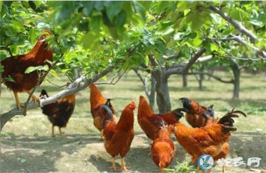林下养鸡、林下养鸡技术分享【视频】