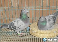 种鸽、种鸽的价格、配对与饲养技术