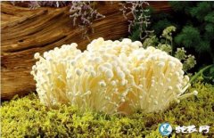 投资金针菇厂要多少钱？种植金针菇要多...