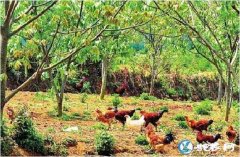 怎么养殖土鸡、农村小规模土鸡从小到大...