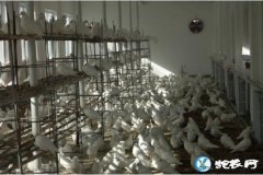 鸽子价格、2019肉鸽子多少钱一只？