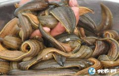 水蛭养殖赚钱吗？2020年蚂蝗养殖经...