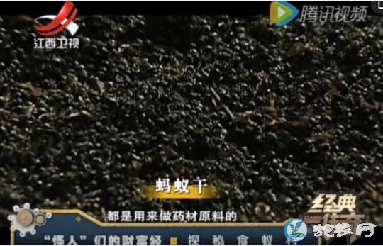 蚂蚁养殖、“怪人”们的致富经【视频】