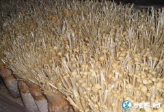 金针菇种植技术培训、哪里有金针菇种植...