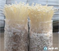 怎样种植金针菇？金针菇优质高产栽培技...