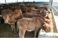 黄牛养殖、肉牛养殖5条基础经验分享