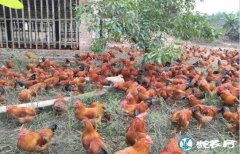 养鸡500只利润、散养500只土鸡大...