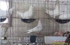 鸽子养殖、肉鸽子养殖技术及饲养管理要...