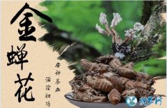 金蝉花怎么吃？金蝉花的功效及最佳食用...