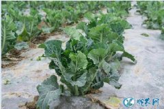 花菜种植技术、想种植春花椰菜的菜农朋...