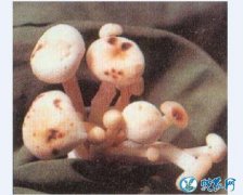 金针菇长斑怎么治？种植金针菇的黑斑病...