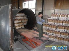 如何种植金针菇？金针菇种植一定要把好...