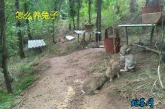 怎么养兔子？养兔子养不死的最佳方法？