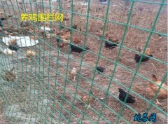 养鸡围栏网、养鸡围栏网要多高的合适？...