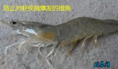 养虾技术、防止对虾爆发疾病的控制方法...