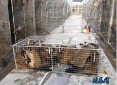 果子狸养殖基地、中国最大果子狸养殖场...