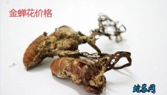 金蝉花价格、2020年金蝉花多少钱一...