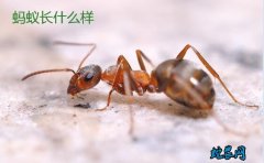 蚂蚁长什么样？来看看各种蚂蚁图片大全...