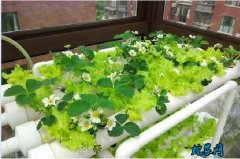 无土蔬菜、家庭室内无土种植蔬菜技术