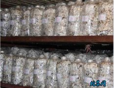 金针菇怎么种？金针菇瓶装/袋装栽培技...