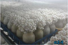 金针菇种植：金针菇特点、栽培技术及加...