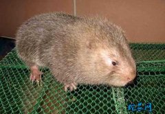 新冠肺炎对竹鼠养殖业的影响！2020...