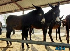 肉驴价格、2020年肉驴价格行情多少...