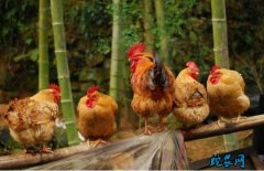 土鸡的价格、2020年土鸡现在市场多...