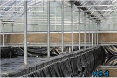 水蛭的养殖方法、水蛭加温控温养殖养殖...